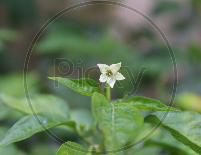 closeup of a small flower in a jalapeno plant