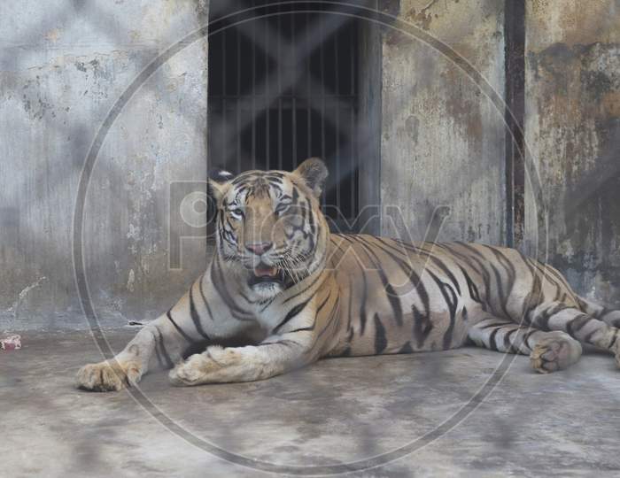 a Royal Bengal tiger rests at an enclosure at Alipore Zoo on Sunday 16 august 2020