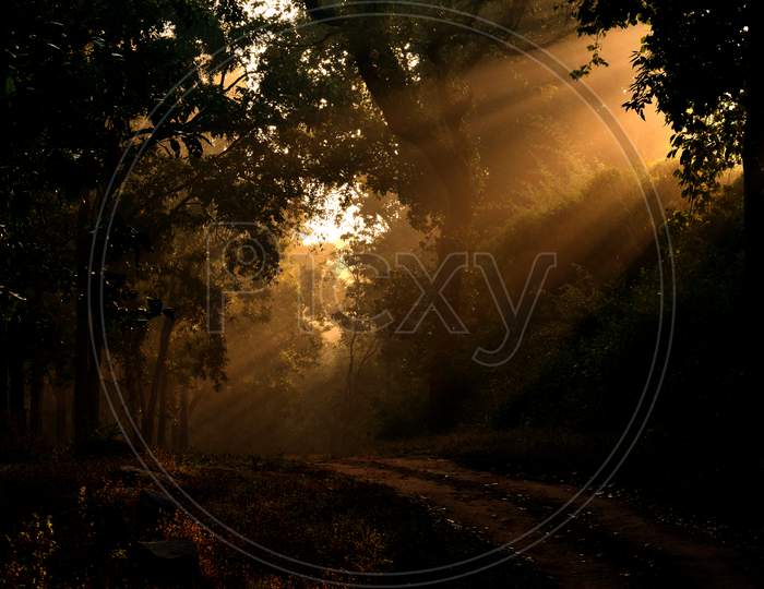 Sun rays escape through foliage of dense forest in the early morning.