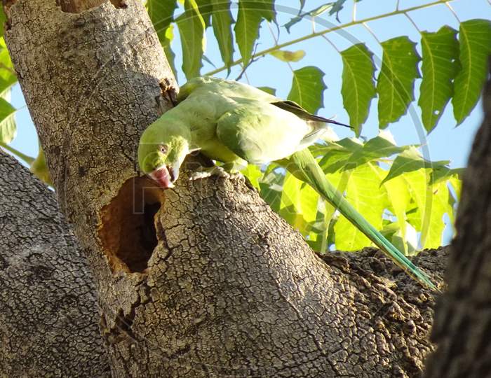 Bird Parakeet Rose-Ringed Tree Hole Nest Perched