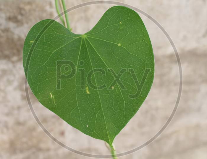 closeup shot of an isolated giloy leaf