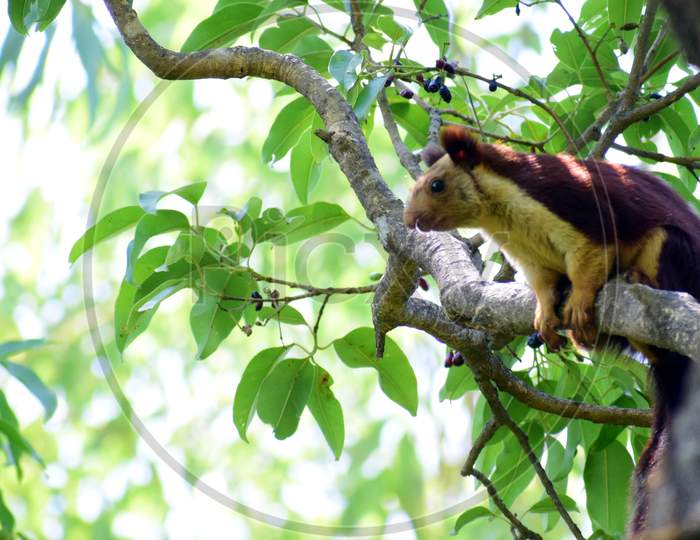 Giant Squirrel or Flying Squirrel is a state animal of Maharashtra. This beautiful animal was captured in the forest of Mahabaleshwar. They usually love huge and dense trees.