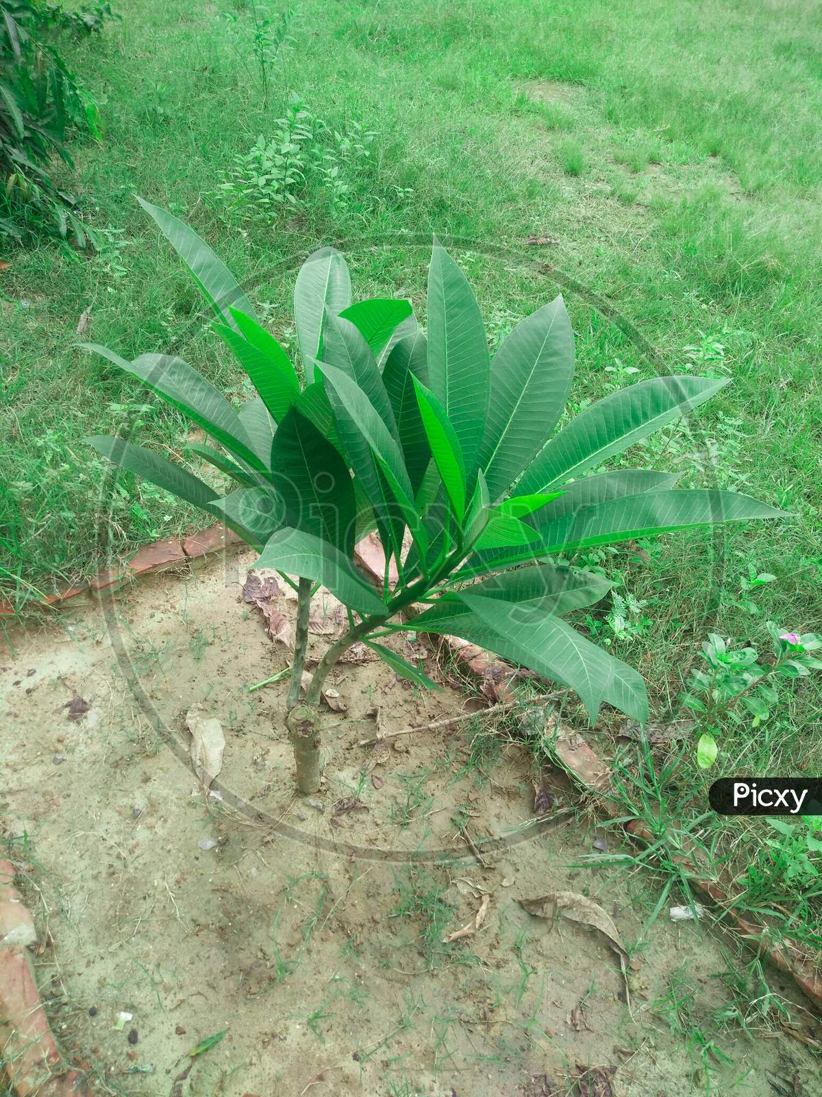 hurb plant