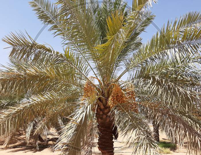 Sukary Dates on dates palm