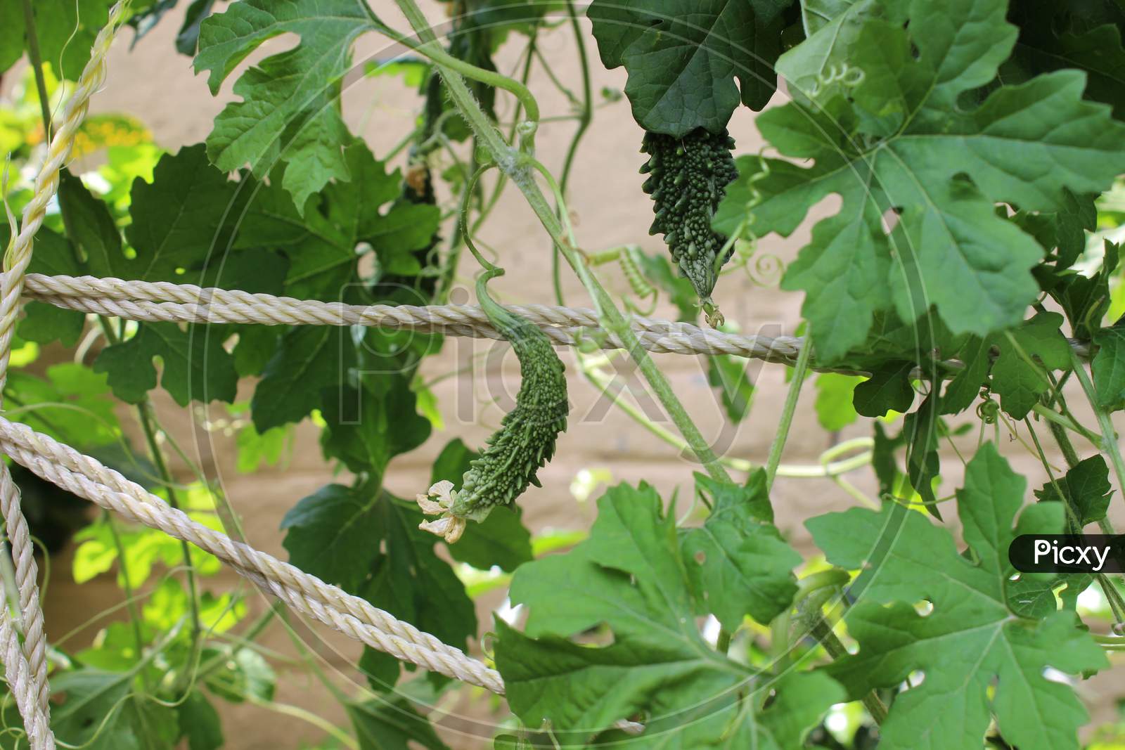 close up of bitter gourd vine in a kitchen garden