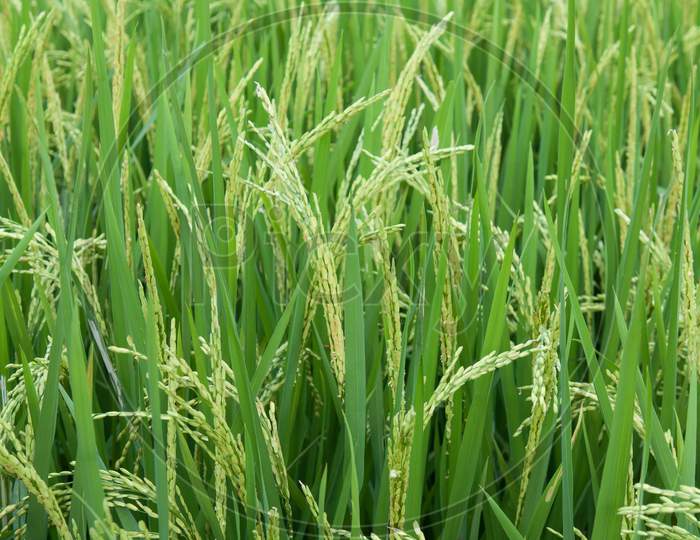 Paddy field in Kerala