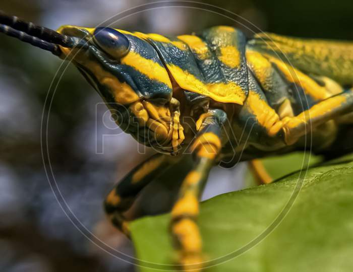Macro Photo Of Grasshoppe.