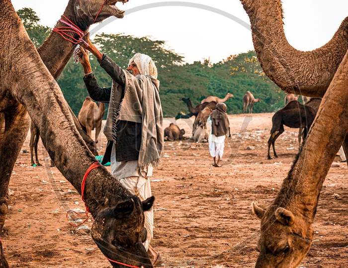 Rajasthani camel