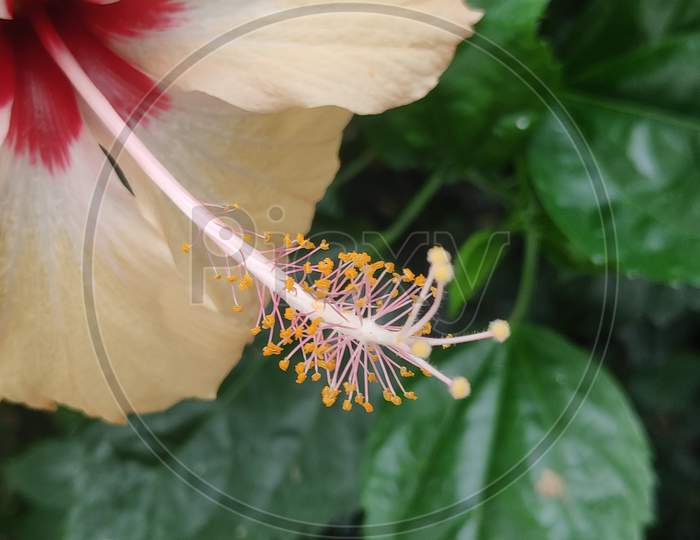 Yellow colour Hibiscus flower with green leaves