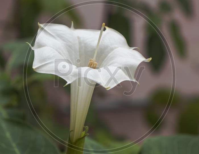 White Datura Flower (Thorn Apple).