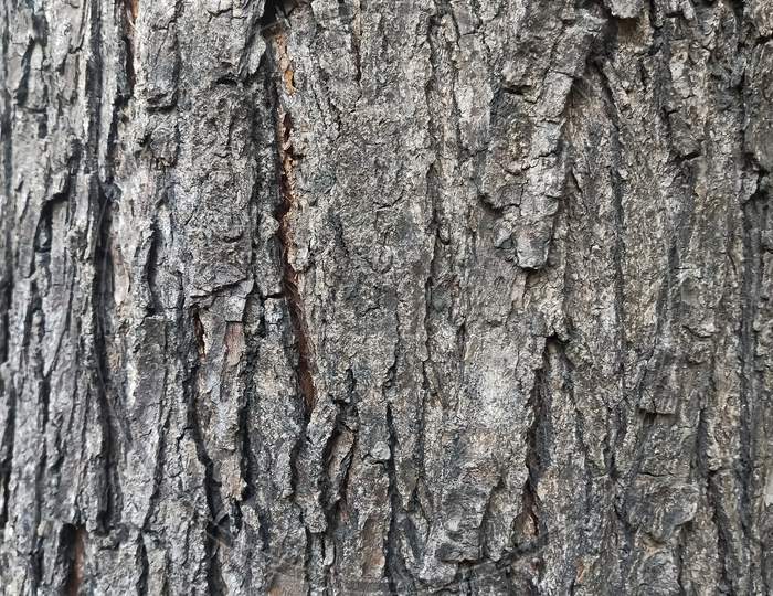 Bark of a Neem Tree.
