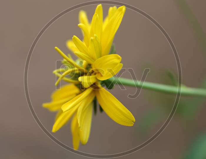 selective focus shot of an isolated yellow flower