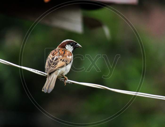 House sparrow sitting on wire