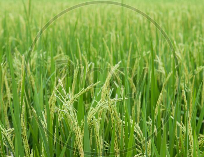 Paddy field in Kerala