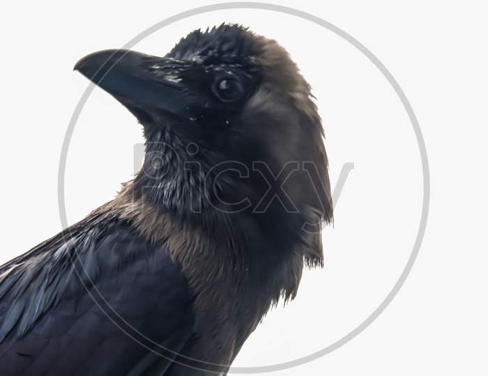 Crow with a white background