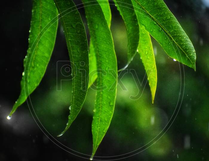 Water Drops On The Mango Tree