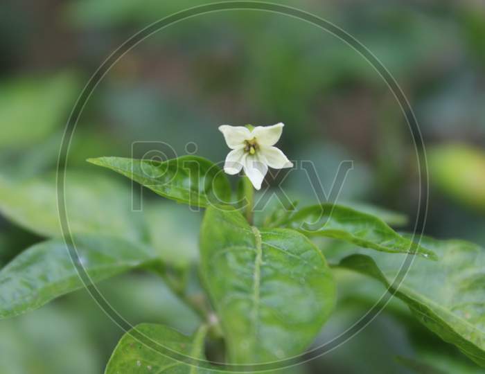 closeup of a small flower in a jalapeno plant
