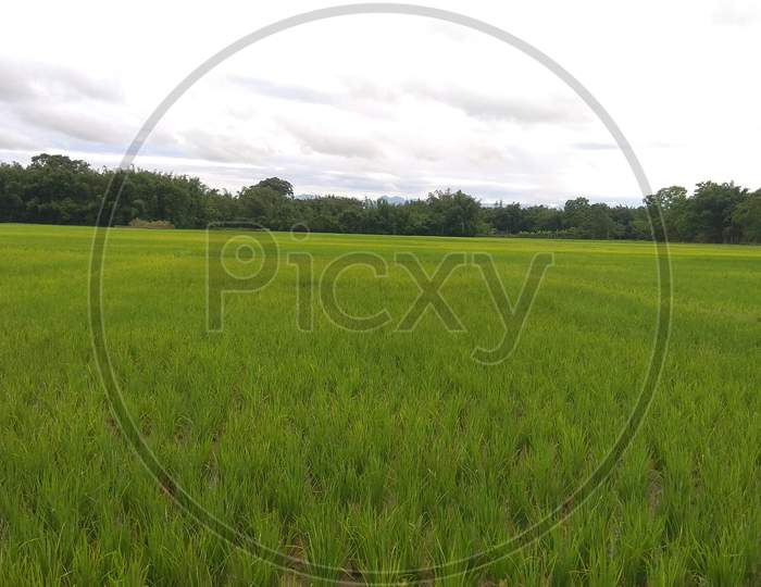 Crop field.