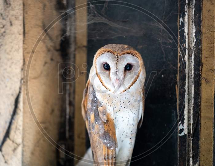Closeup Of Common Bran Owl sitting on a window.