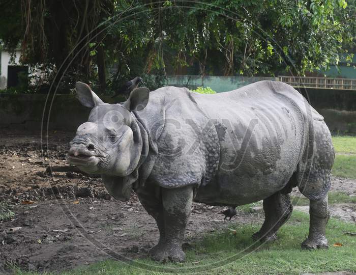 Rhinoceros rests at an enclosure at Alipore Zoological garden on Sunday 16 august 2020