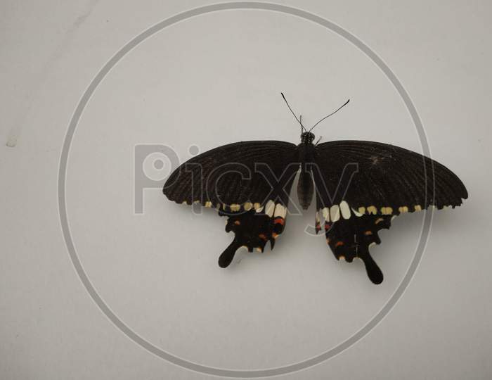 closeup of an isolated swallowtail butterfly