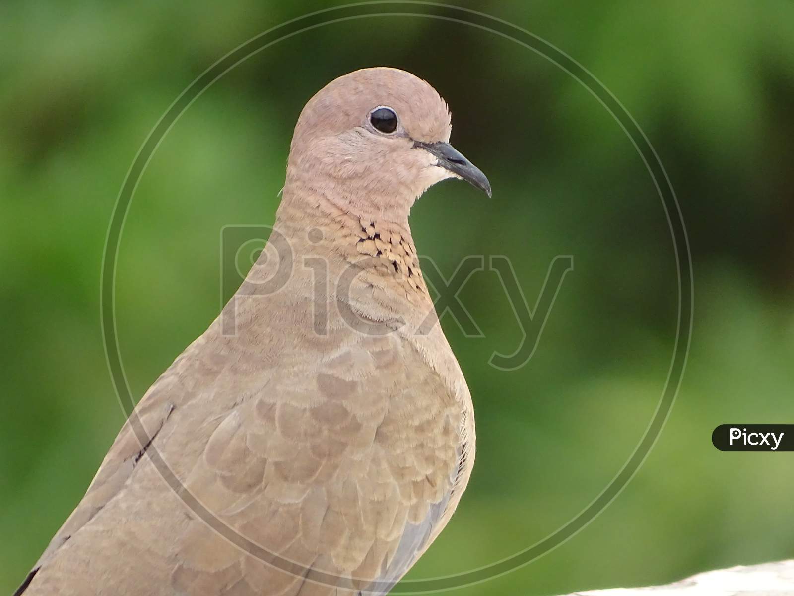 laughing dove sit on my rooftop