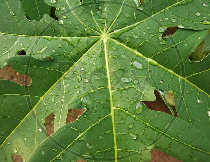 close up shot of papaya plant with rain drops on leaves after the rain