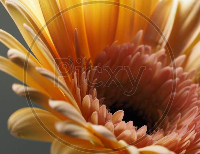 Macro Photography of Yellow Gerbera Flower.