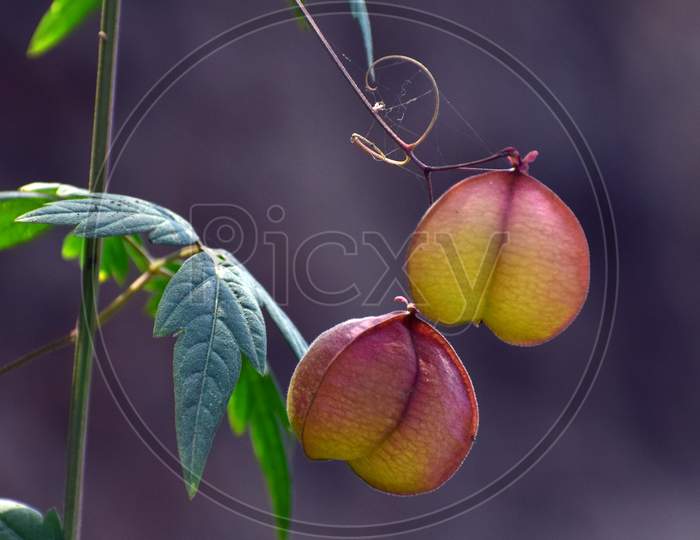 A small Climber with its beautiful pair of lantern shaped fruits.