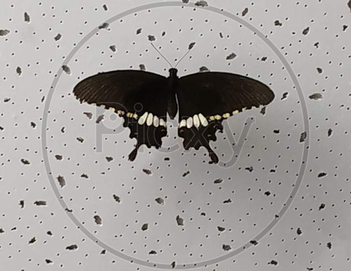 closeup of an isolated swallowtail butterfly