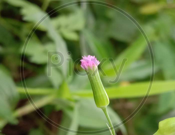 Macro Pink flower