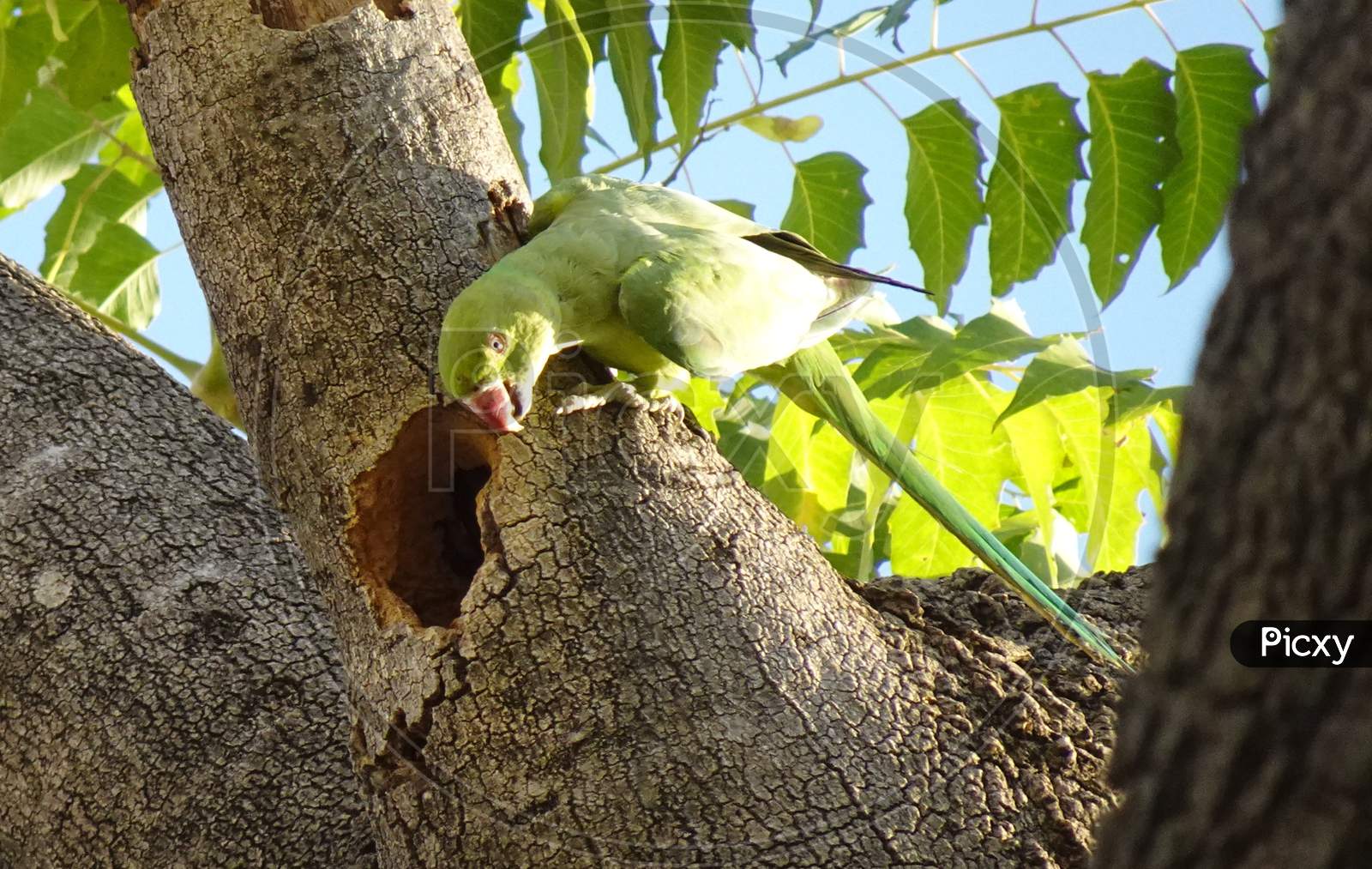 Bird Parakeet Rose-Ringed Tree Hole Nest Perched