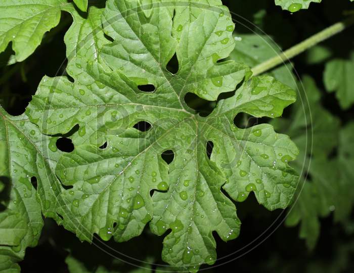close up of leaf of bitter gourd plant
