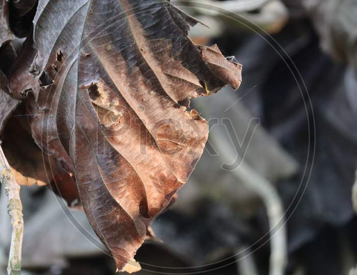 Sunlight reflecting  on the dry leaf