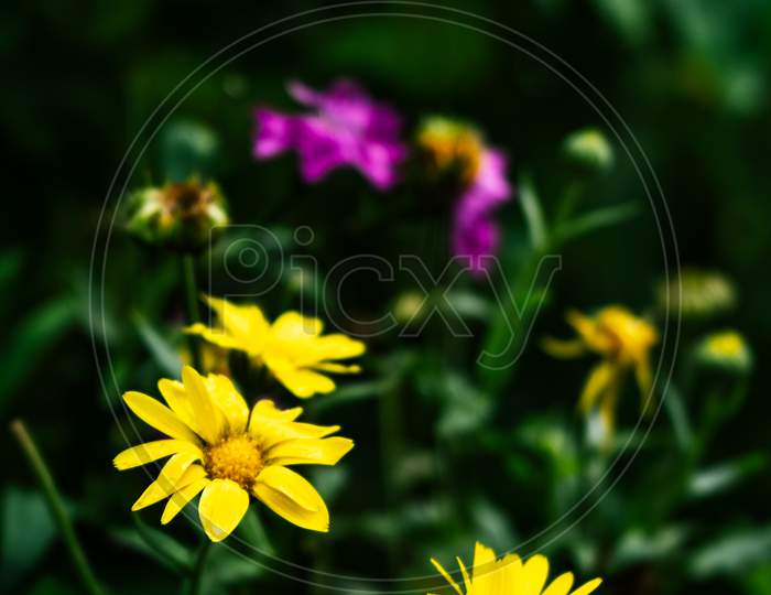 Yellow Flower In Garden With A Green Blurred Background.