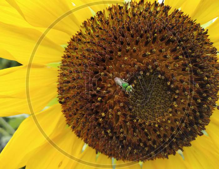 closeup shot of a green honey bee sucking nectar from a sunflower