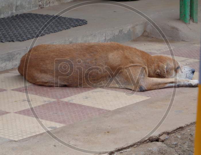 lone stray dog waiting for its dead owner