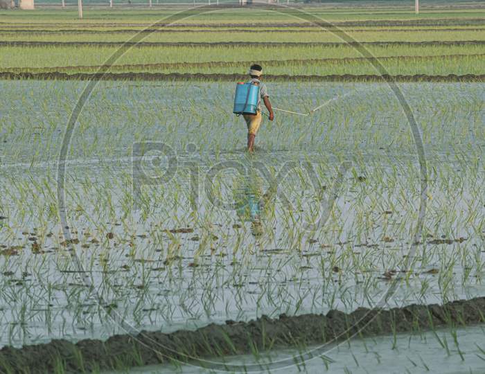 farmer working in rice field