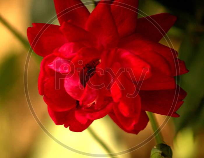Beautiful red rose growing in the garden