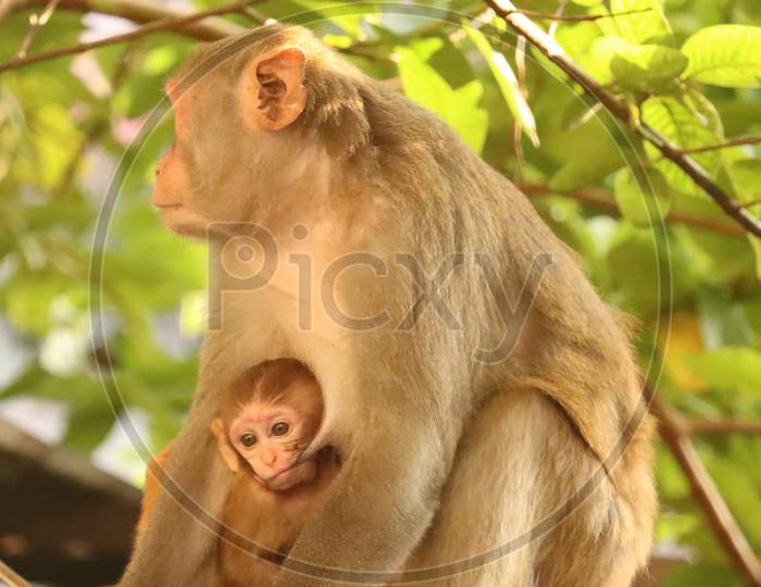 Mother monkey sitting with her baby monkey , stock image