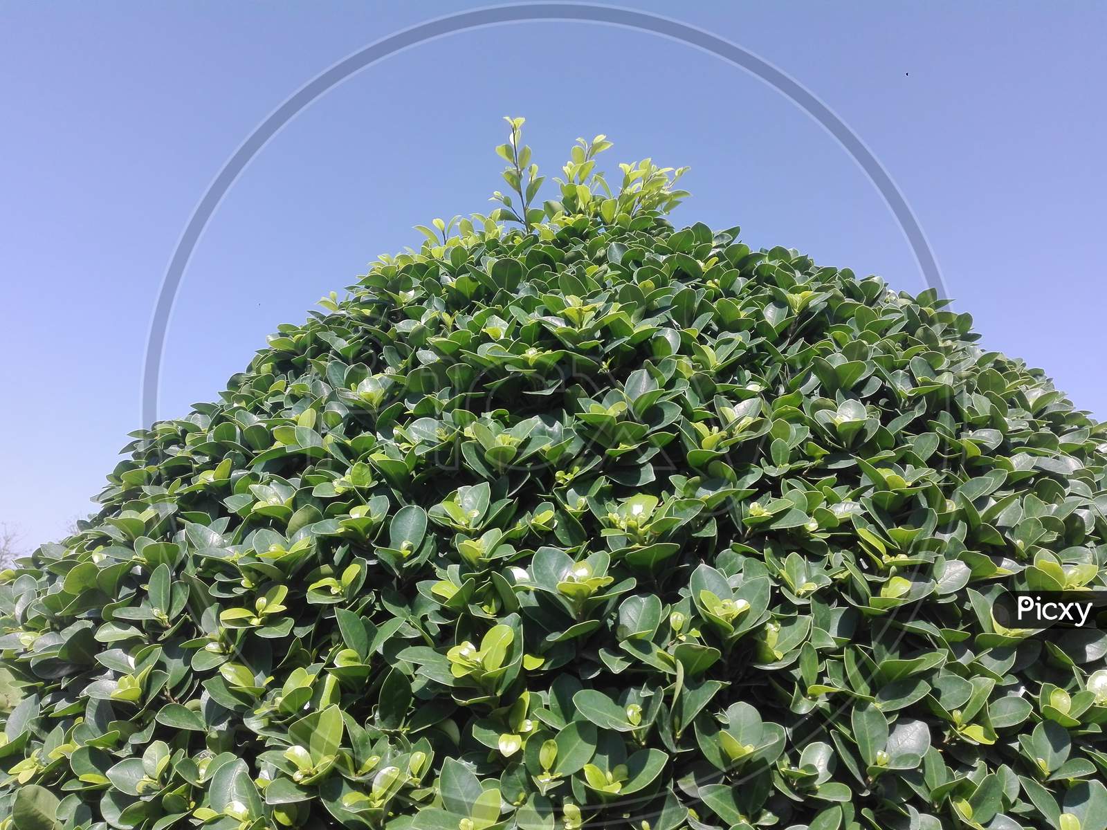 beautiful green leaf background with blue sky