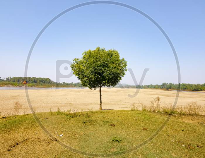 The lonely tree on the dried river bank in summer.