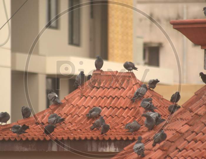Pigeons close view on top of a house