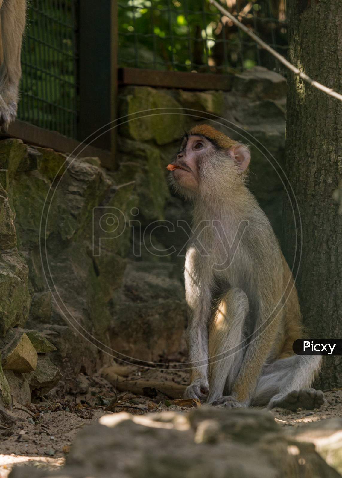 Brown Monkey Primate Sitting In Cage And Eating