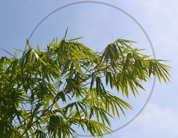 Low Angle View Of Bamboo Tree With Green Trunk And Leaves Against A Bright Sky