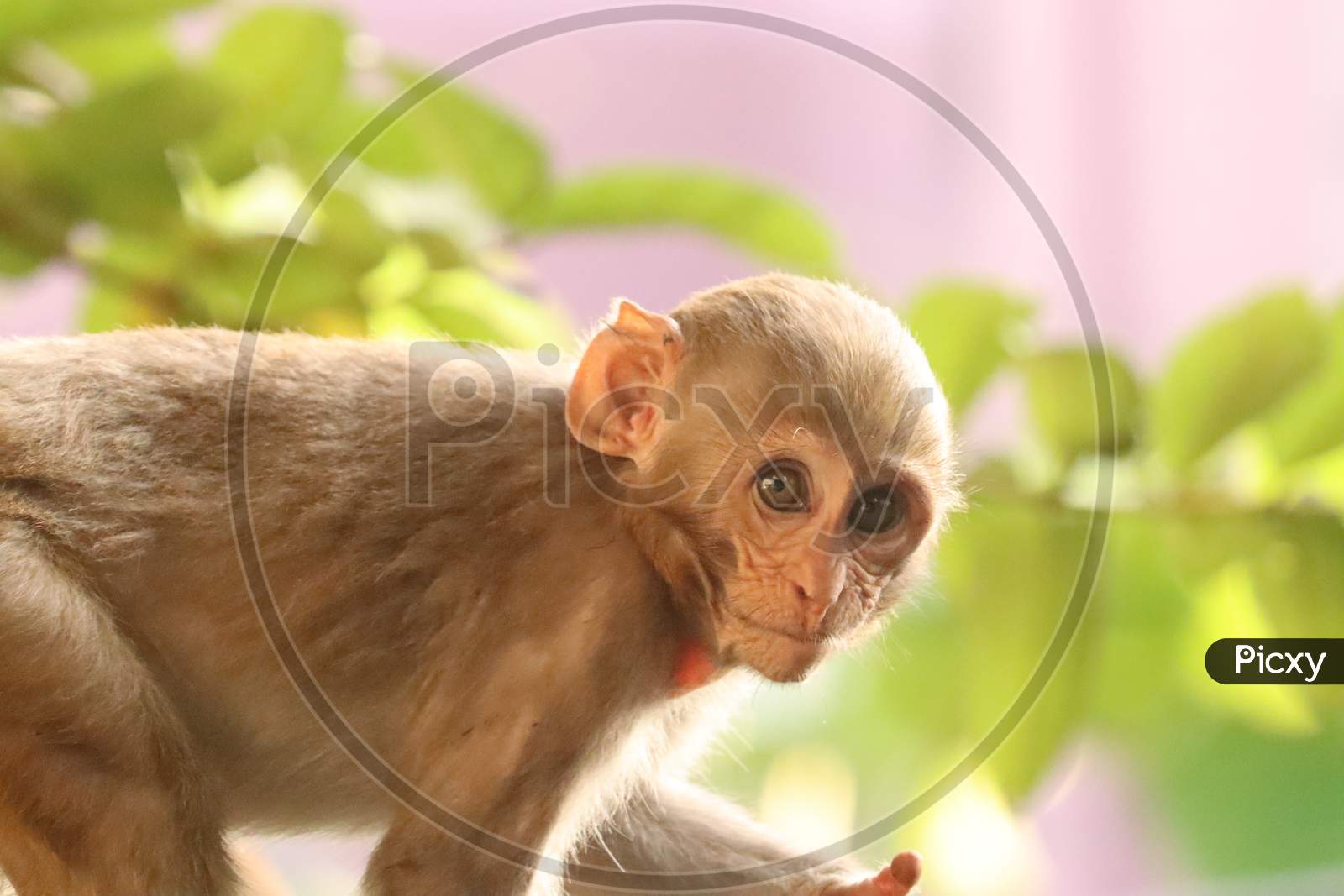 Indian baby monkey, stock image