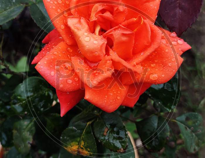 Red rose with Water drops