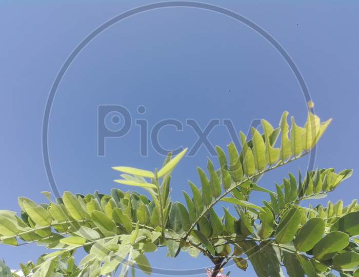 beautiful green leaf background with hard light
