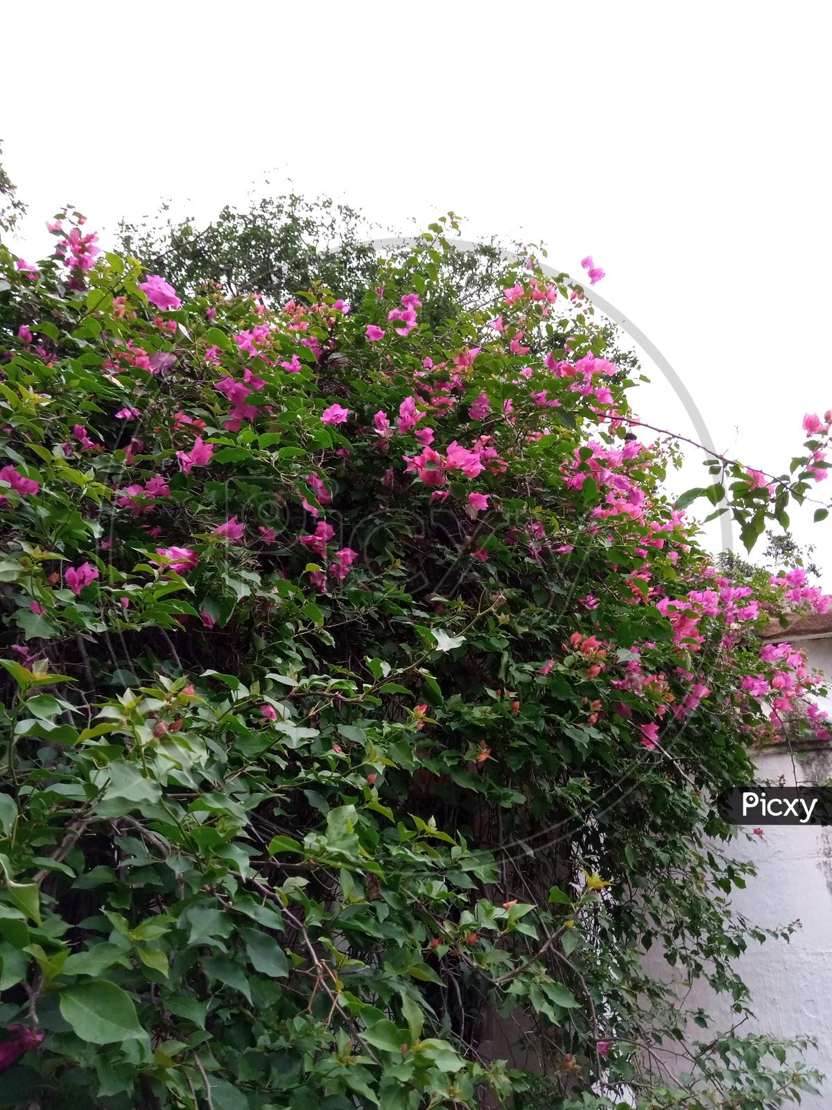 Flowering plants Tree Pink Colour