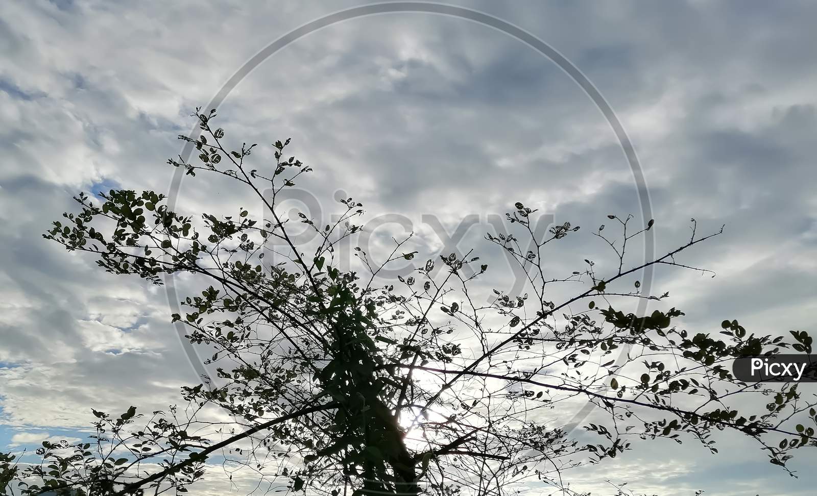 Tiny plant branches with sky background